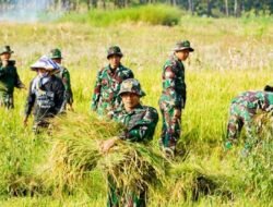 Satgas TMMD Bojonegoro Panen Raya Padi, Wujud Kemanunggalan TNI dan Dukungan Ketahanan Pangan Nasional