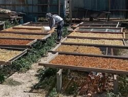UMKM Binaan BRI di Bojonegoro Angkat Potensi Lokal Lewat Kerupuk Tradisional