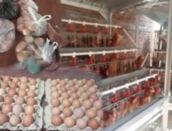 Program Gayatri di Desa Tegalkodo, Ayam Sudah Bertelur 92%