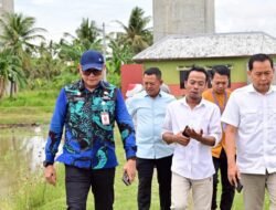 Padi Biosalin, Inovasi Cerdas Ubah Tambak Asin Jadi Sawah Produktif di Lampung Selatan