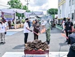 Kejari Lampung Selatan Musnahkan Barang Bukti 82 Perkara, 2,6 Kilo Sabu & 172 Kilo Ganja Dibakar!