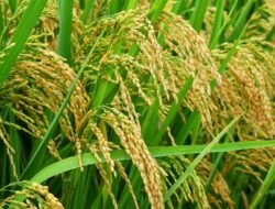Bojonegoro Catat Rekor Kenaikan Produksi Gabah Tertinggi dalam Satu Dekade Terakhir