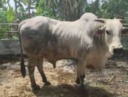 Bojonegoro Gores Jagoan! Tambakrejo Jadi Sumber Bibit Sapi PO Jatim