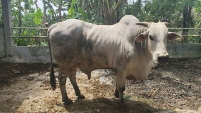 Bojonegoro Gores Jagoan! Tambakrejo Jadi Sumber Bibit Sapi PO Jatim