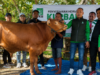 PKB Bojonegoro  Gelar agenda  Sembelih 8 Sapi dan 17 Kambing Kurban, Abdullah Umar: Bentuk Kepedulian Sosial