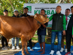 PKB Bojonegoro  Gelar agenda  Sembelih 8 Sapi dan 17 Kambing Kurban, Abdullah Umar: Bentuk Kepedulian Sosial