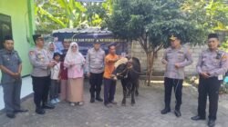 Kapolda Jatim Salurkan Hewan Kurban ke Ponpes Tebuireng dan Al Hasaniyyah, Polres Jombang Perkuat Sinergi dengan Ulama
