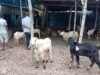 Stok Hewan Kurban di Bojonegoro Dipastikan Aman, Disnakan Intensifkan Pengawasan Jelang Idul Adha