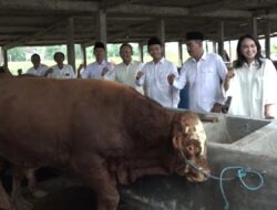 Hari Ini Gerindra Bojonegoro Gelar Penyembelihan 5 Ekor Sapi Kurban di Desa Brenggolo