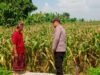 Polisi Motivasi Petani Jagung di Mojowarno, Wujud Nyata Dukungan Asta Cita Presiden dan Ketahanan Pangan Nasional