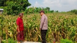 Polisi Motivasi Petani Jagung di Mojowarno, Wujud Nyata Dukungan Asta Cita Presiden dan Ketahanan Pangan Nasional