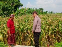 Polisi Motivasi Petani Jagung di Mojowarno, Wujud Nyata Dukungan Asta Cita Presiden dan Ketahanan Pangan Nasional