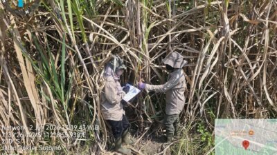 PT Karya Usaha Rossan Mulai Distribusikan Bibit Tebu untuk Dukung Swasembada Gula Nasional