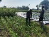 Polsek Perak Dampingi Petani Jagung di Jombang, Perkuat Program Ketahanan Pangan Nasional