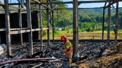 Kandang Ayam di Bojonegoro Terbakar, 28 Ribu Ekor Ayam Mati, Kerugian Capai Rp 6 Miliar