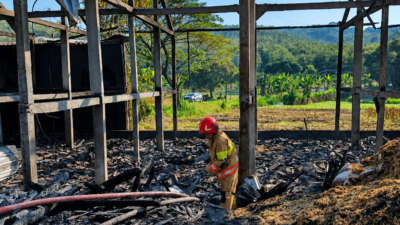 Kandang Ayam di Bojonegoro Terbakar, 28 Ribu Ekor Ayam Mati, Kerugian Capai Rp 6 Miliar