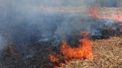 Kebakaran Lahan Tebu di Bojonegoro Rugikan Petani Rp15 Juta