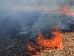 Kebakaran Lahan Tebu di Bojonegoro Rugikan Petani Rp15 Juta