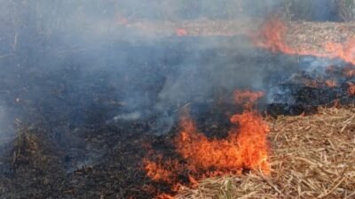Kebakaran Lahan Tebu di Bojonegoro Rugikan Petani Rp15 Juta