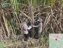 PT Karya Usaha Rossan Mulai Distribusikan Bibit Tebu untuk Dukung Swasembada Gula Nasional