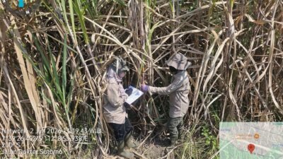 PT Karya Usaha Rossan Mulai Distribusikan Bibit Tebu untuk Dukung Swasembada Gula Nasional