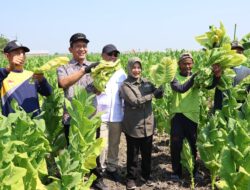 Bupati dan Wabup Bojonegoro Panen Tembakau Bersama Petani di Cengkir, Dorong Penguatan Irigasi