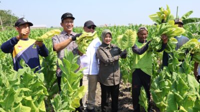Bupati dan Wabup Bojonegoro Panen Tembakau Bersama Petani di Cengkir, Dorong Penguatan Irigasi