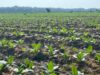 526 Ton Pupuk NPK Disalurkan ke Petani Tembakau Bojonegoro, Sasar 3.011 Hektare