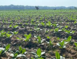 526 Ton Pupuk NPK Disalurkan ke Petani Tembakau Bojonegoro, Sasar 3.011 Hektare