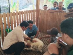 Tingkatkan Kualitas Peternakan, Anggota Koperasi Rimba Tani Sejahtera Ikuti Pelatihan Silsilah dan Identitas Domba